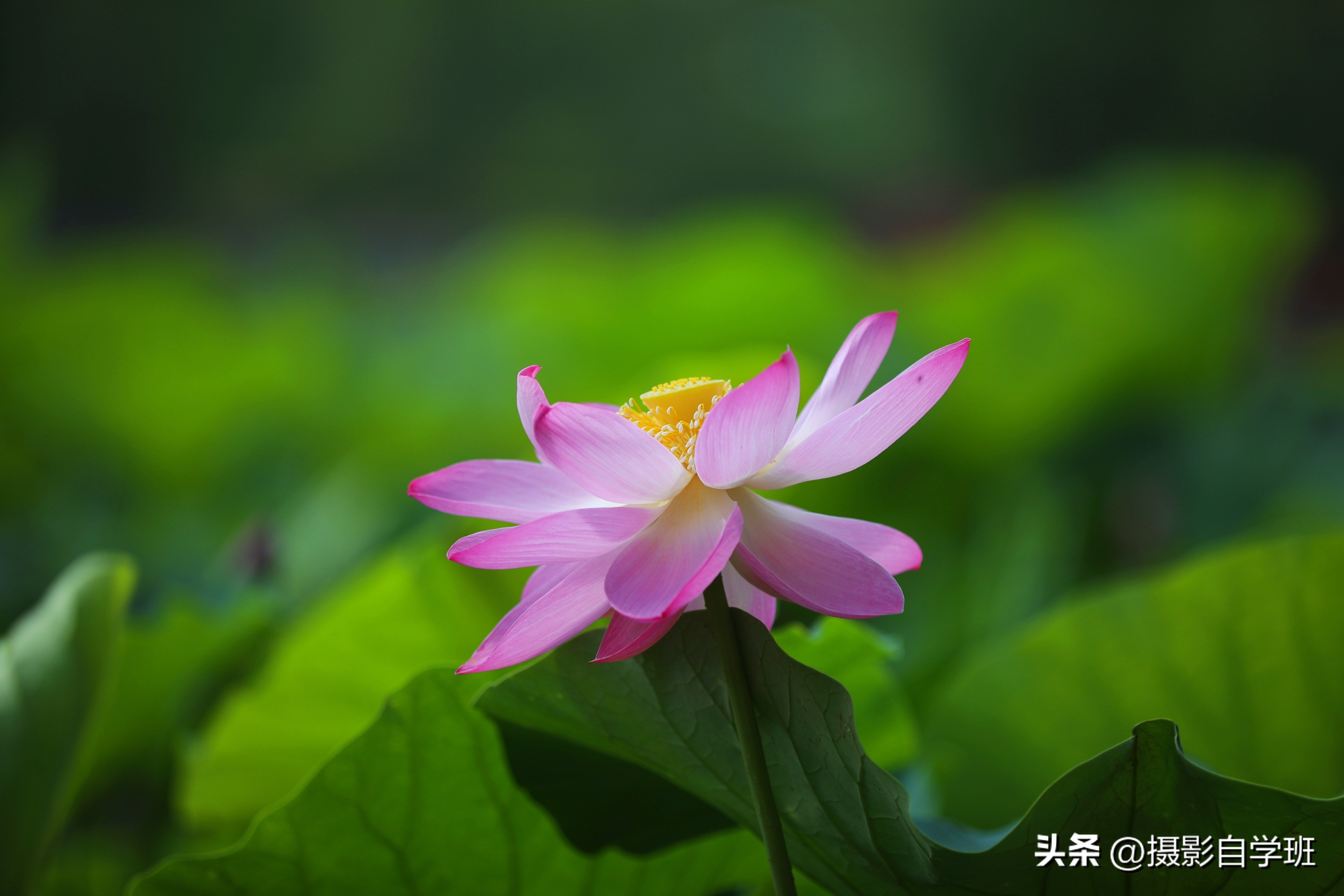 第二十一届摄影作品征稿,摄友投稿图片