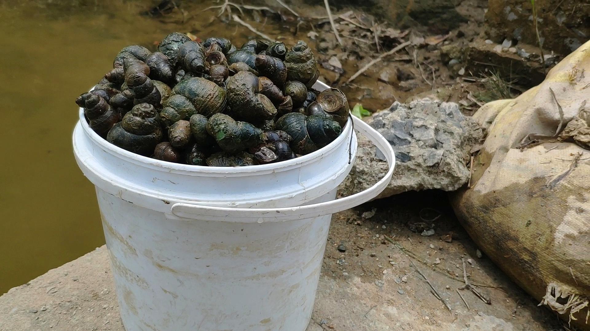 立夏节气,农村6种野味别错过,采摘正当时,有的100多元一斤