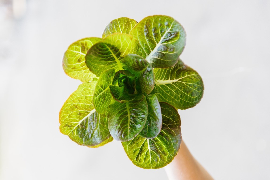 德国蔬菜卖超市,日本垂直农场种菜