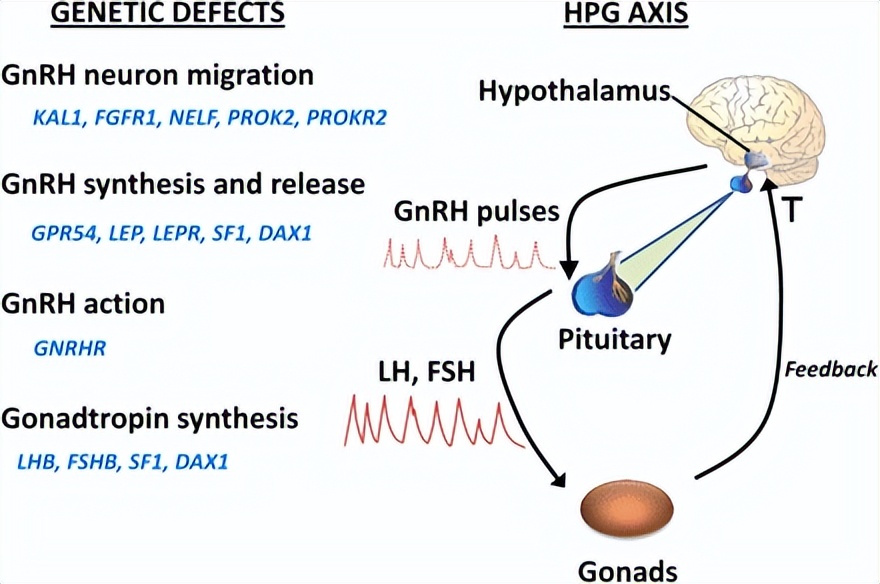 成长的烦恼——男性青春期发育迟缓，切记“等一等”