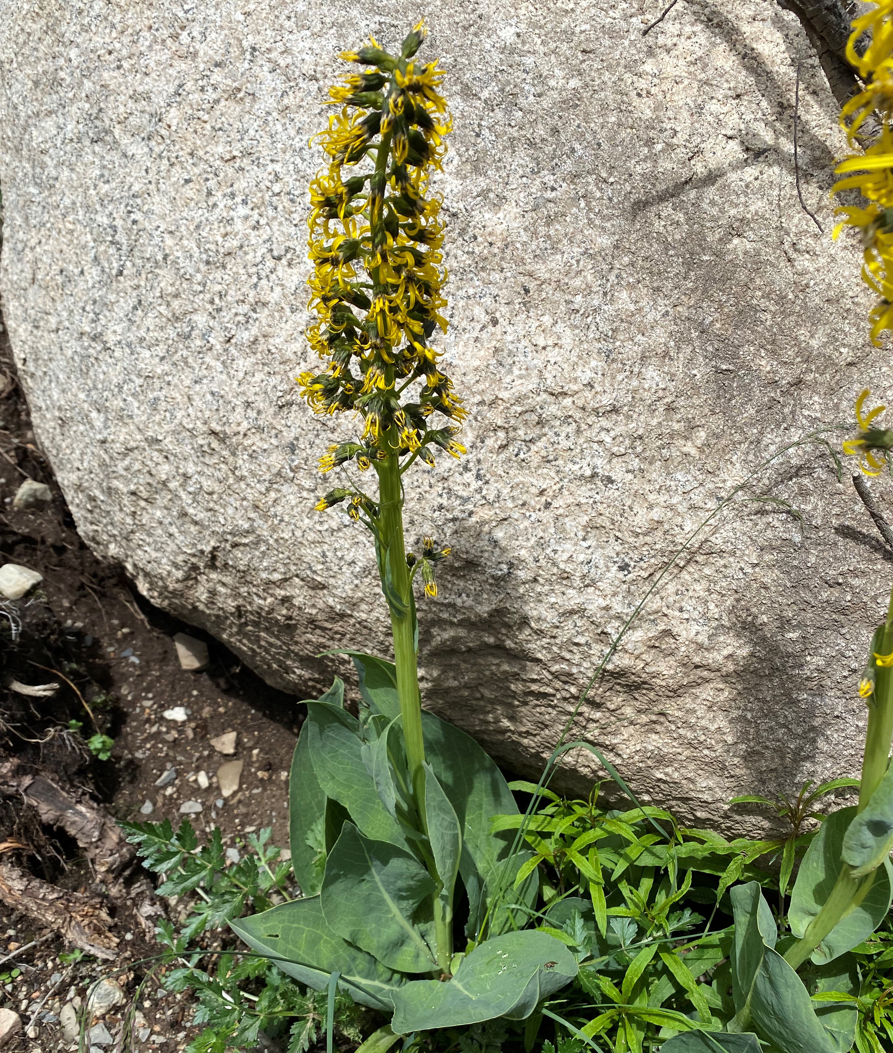 理塘格聂神山怎么走,理塘格聂神山故事
