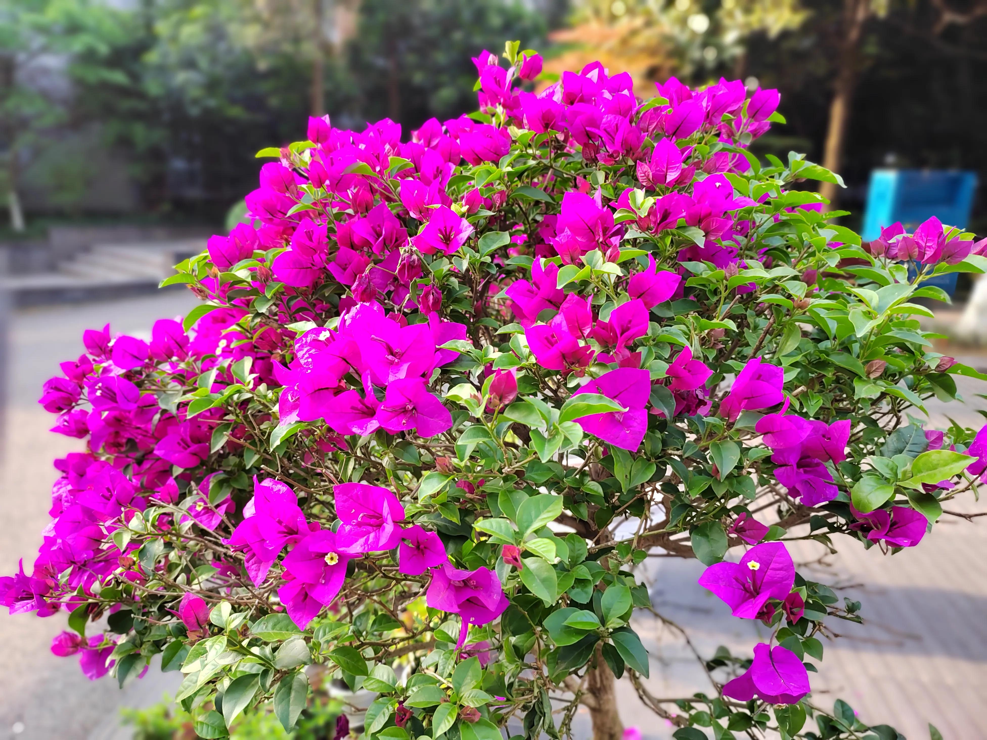 真正的自由不是肆意妄为,真正的自由不是任意放纵