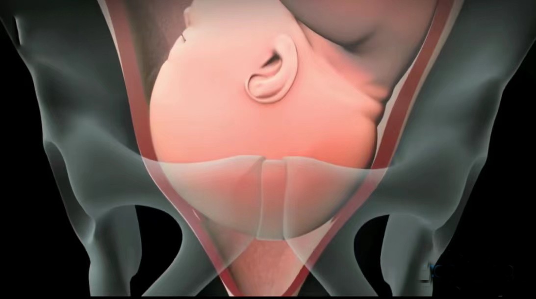 顺产3d动画流程讲解,顺产生孩子母爱伟大