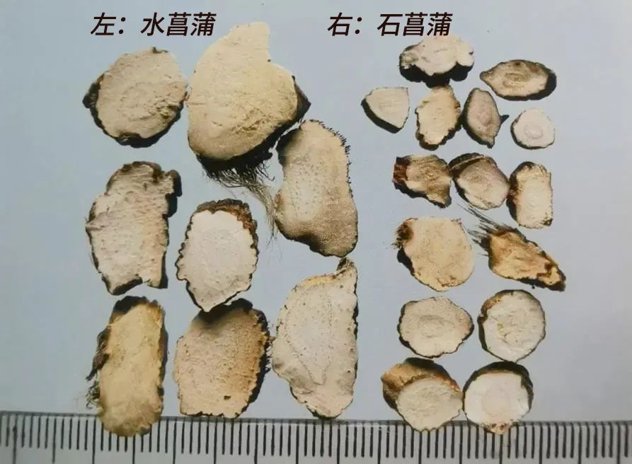 每天学习一味中药白矾,每天学习一味中药石菖蒲