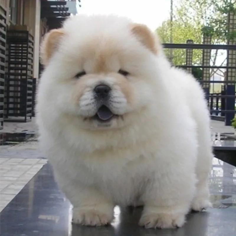 世界上最萌的狗狗名字,可爱的萌狗狗图片大全