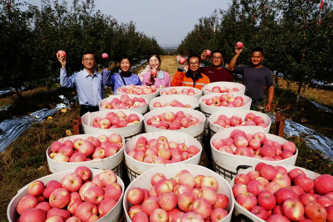 烟台苹果历史,烟台苹果走势