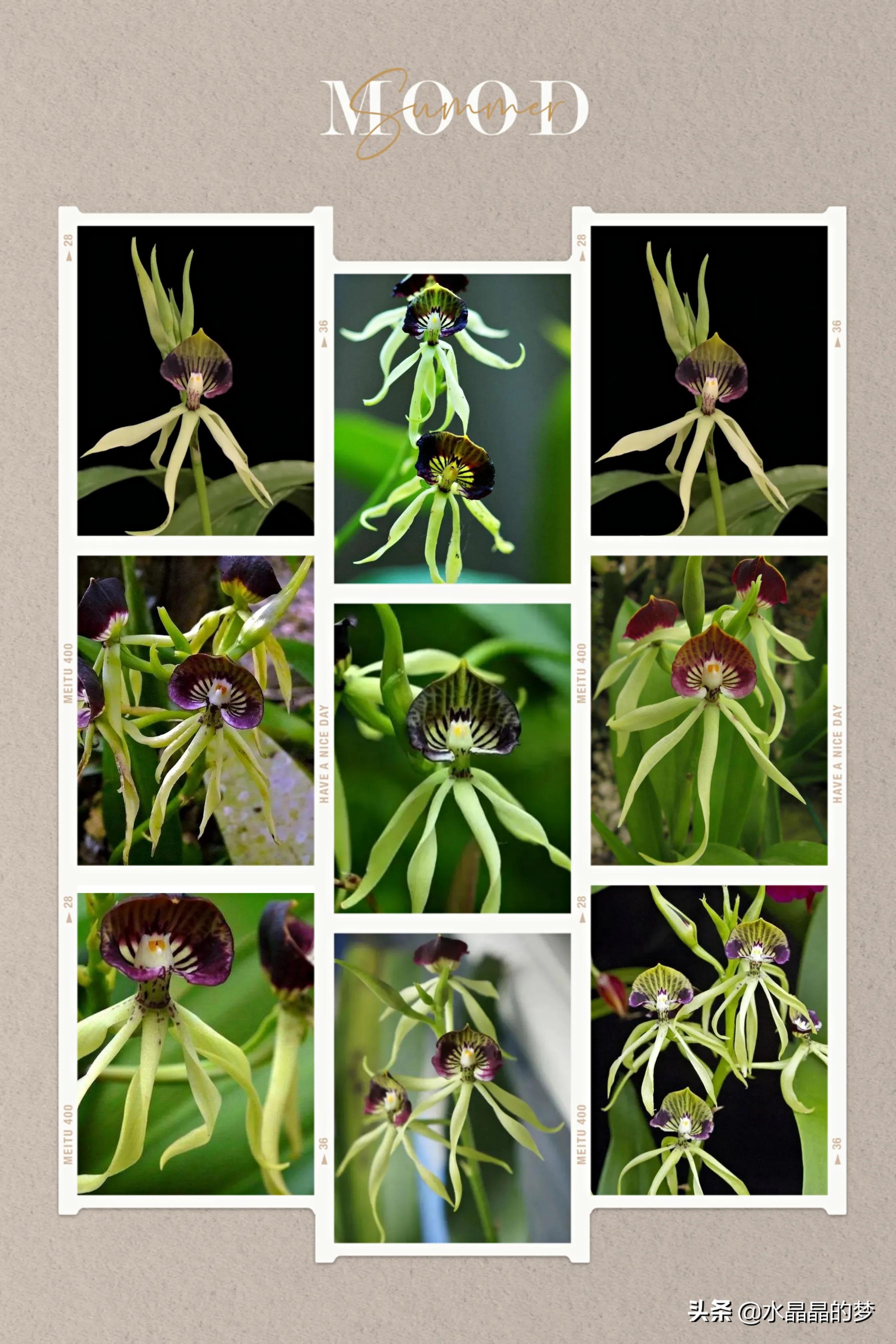 长得像兰花的兰花品种,奇葩兰花品种图片大全