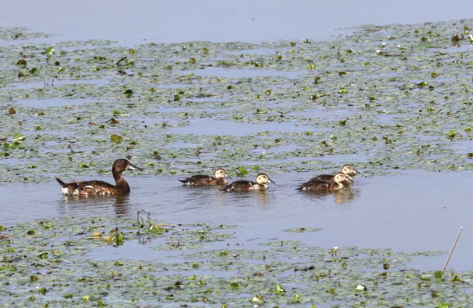 合肥周边有哪些适合自驾游的地,合肥3-5天短途自驾旅游推荐