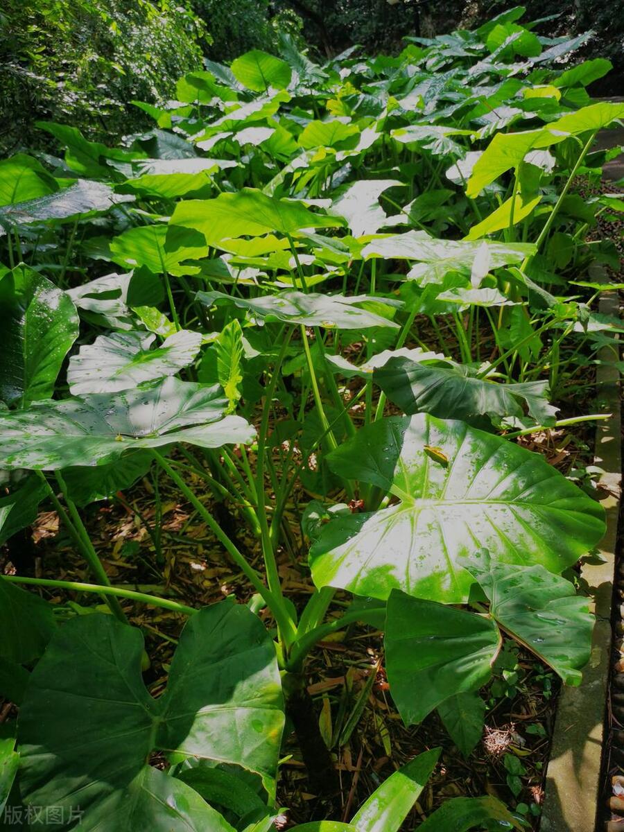 滴水观音的根烂了怎么办,滴水观音烂根了怎么回事
