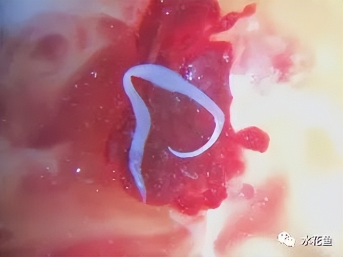 12种水产病害防治,你对水产动物病害的初步认识