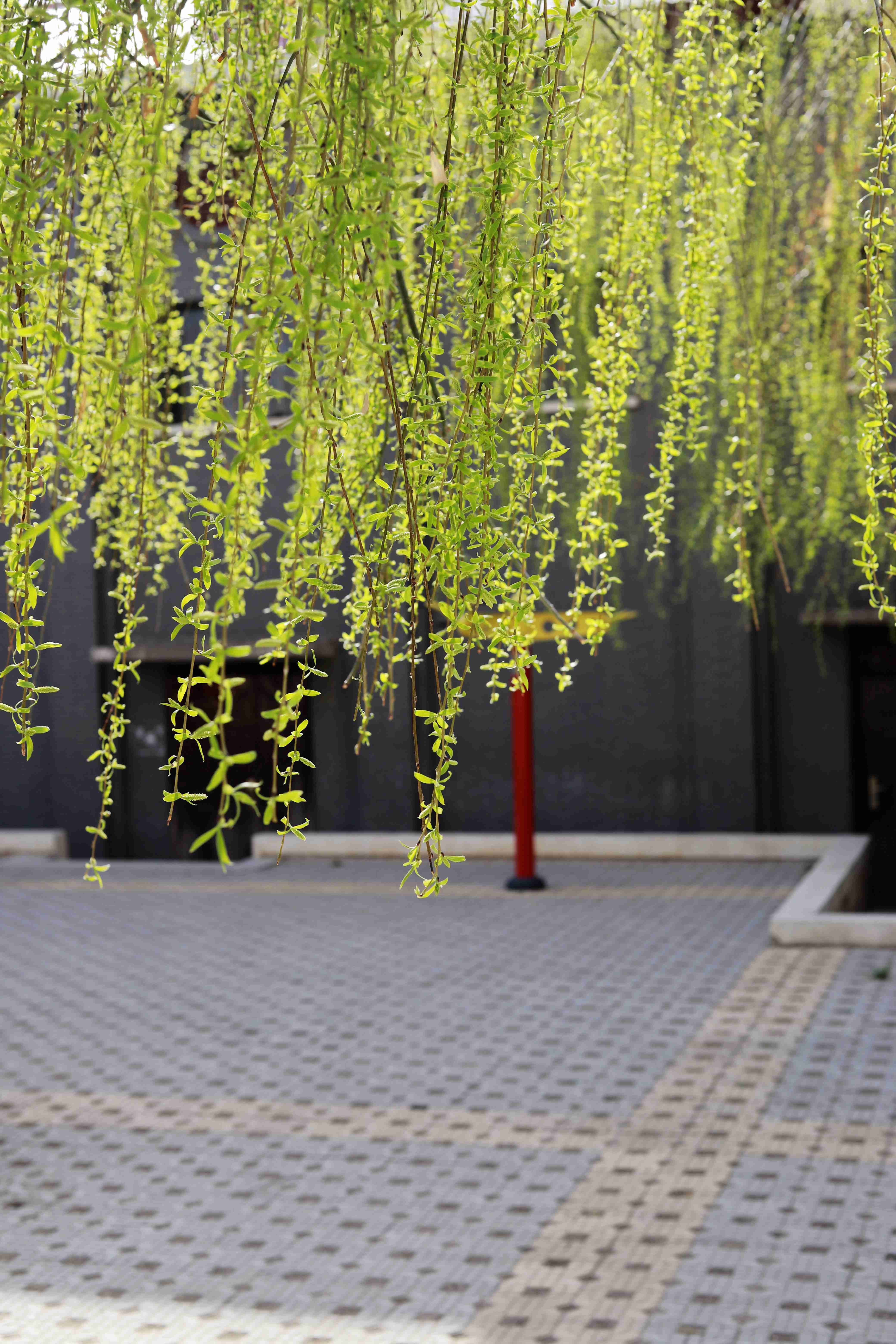 春风梳杨柳，条条碧玉妆