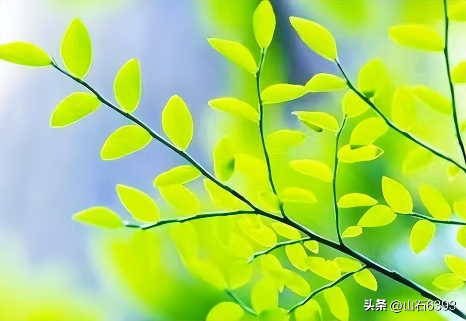 【战友美文】郭福成（天王福哥）：《*梦春**》（诗）