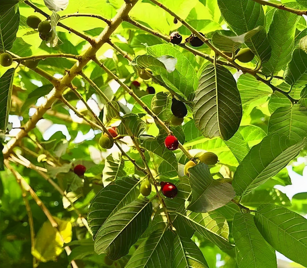 常见有毒花千万别碰,世上有毒的花和植物