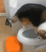 怎样用诱导剂训练狗狗定点上厕所,怎么教狗狗上厕所定点大小便