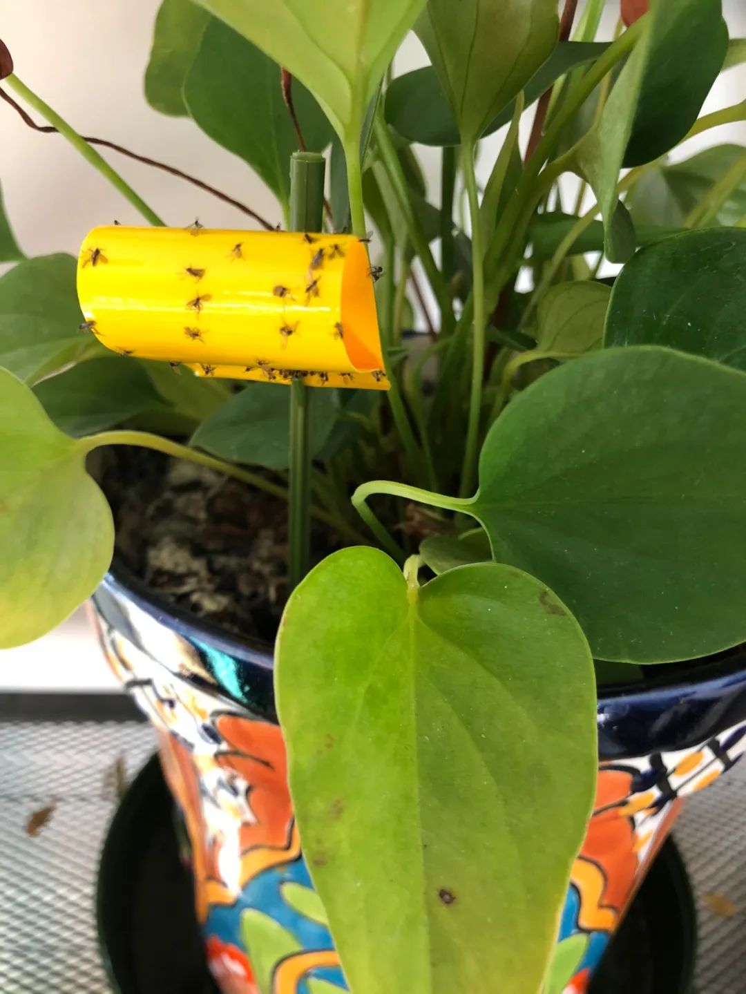 养花得了蚜虫蚧壳虫小黑飞,水里“加点它”,统统“灭干净”