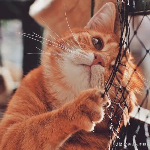 猫咪一直叫个不停怎么回事,猫咪哼哼唧唧是怎么回事