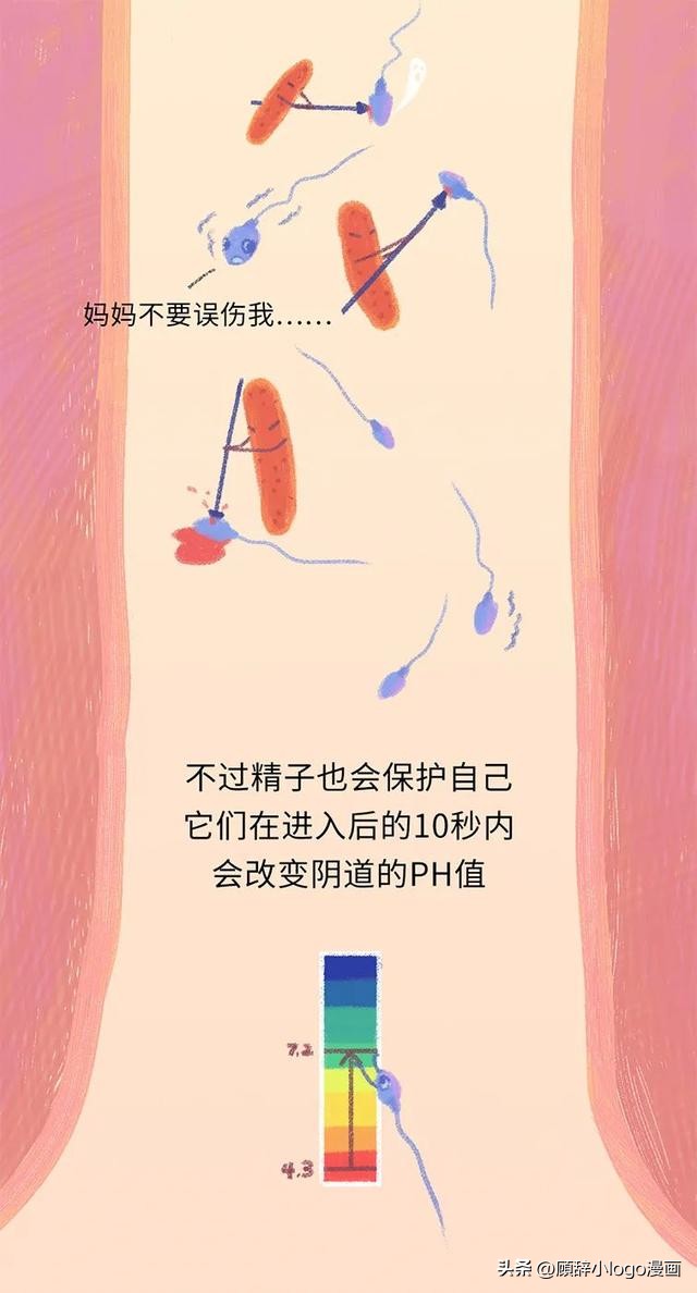 精子进入女生体内的24小时，都发生了些什么？太励志了！（漫画）