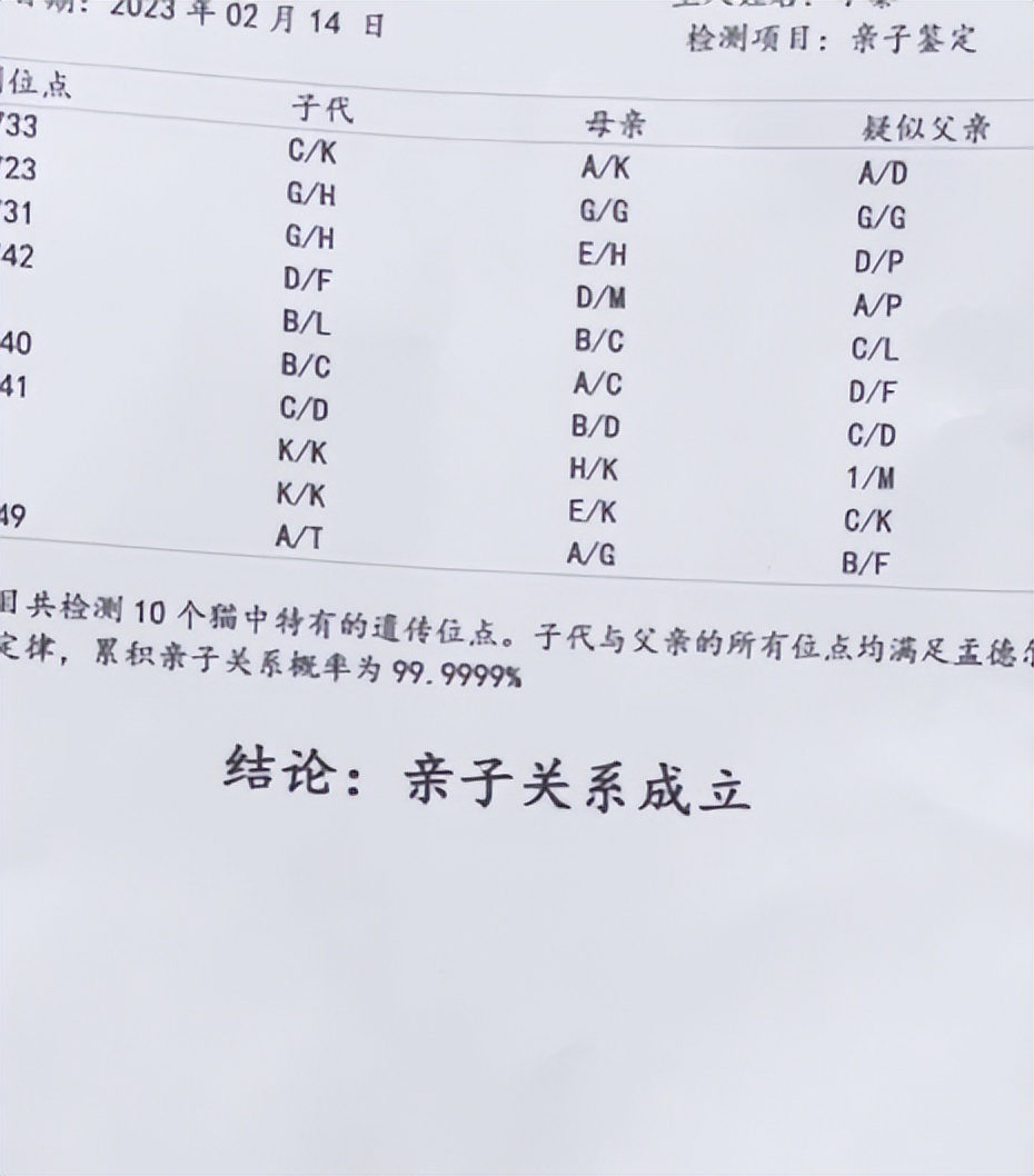 喜当爹!三只公猫凑不出一个蛋,结果...谁给母猫肚子搞大了!