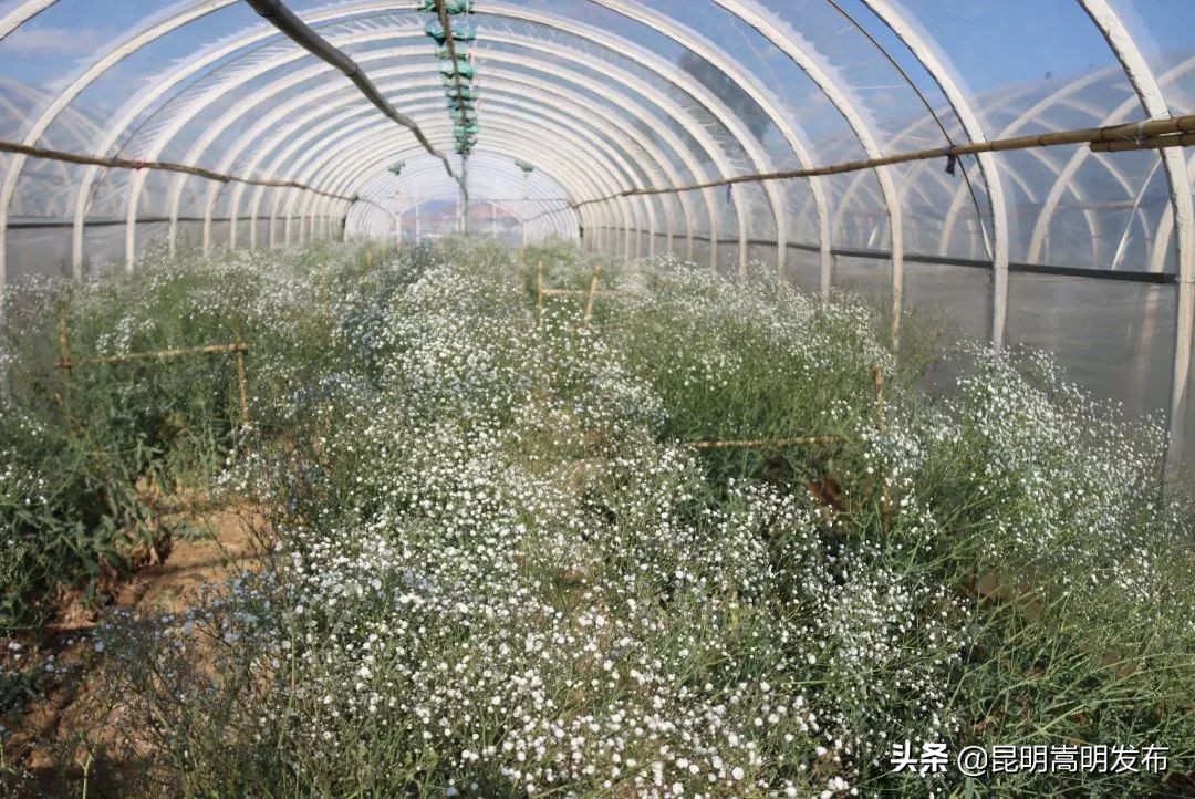 嵩明永生花店 (嵩明永生花)