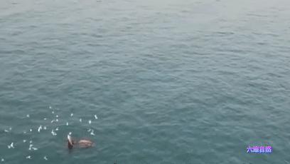 座头鲸张开大嘴捕食,鲸鱼吃巨鲸