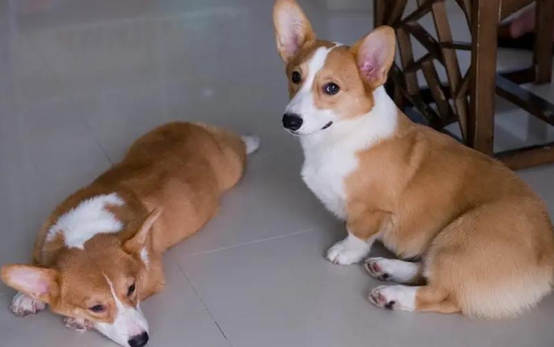 适合出门拉风的狗,几种出门最让人受欢迎的狗狗