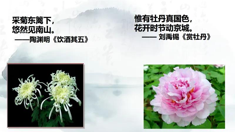 爱莲说优质课教案迅雷下载,爱莲说优秀公开课教案