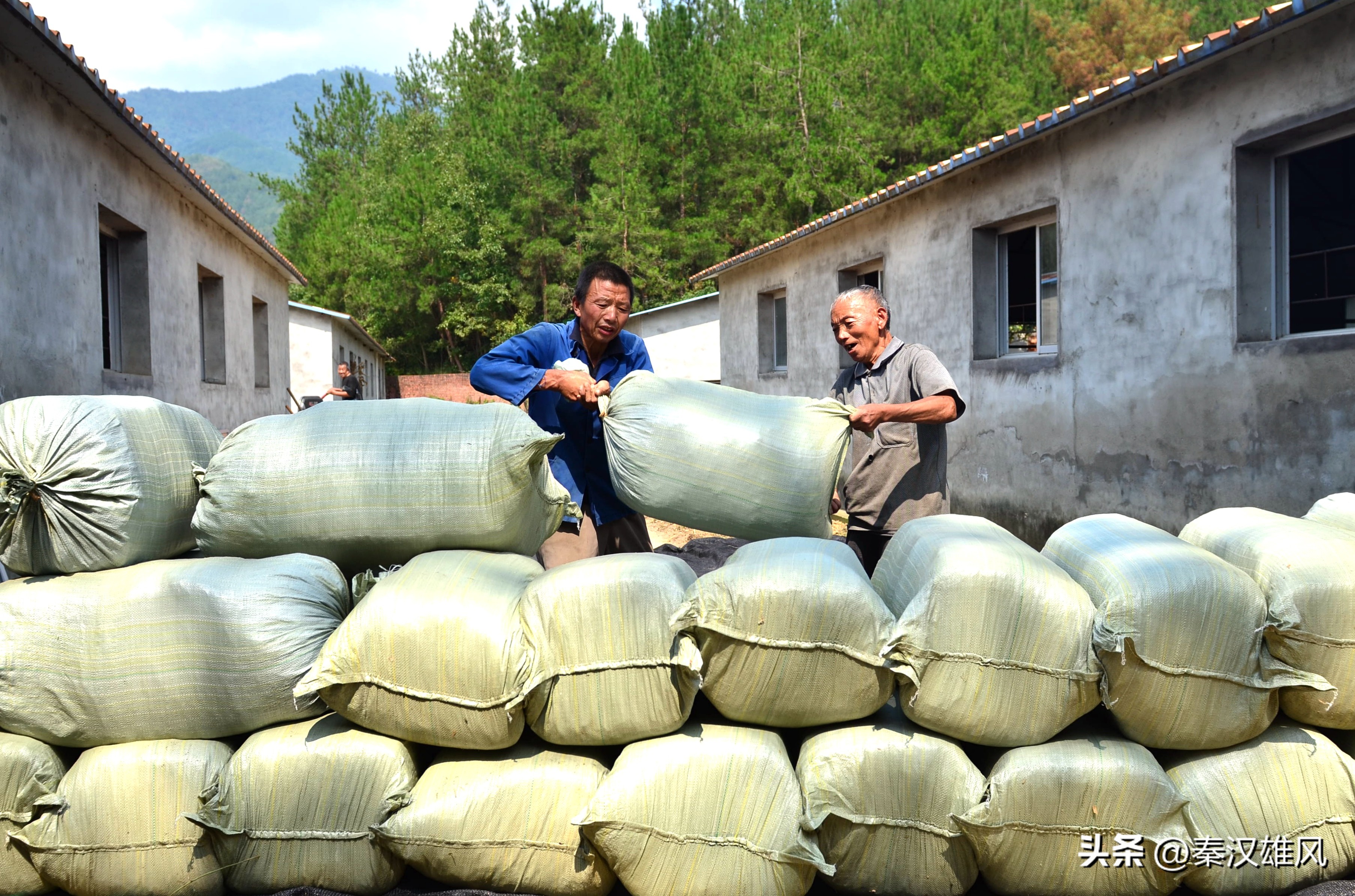 女羊倌,女羊倌致富