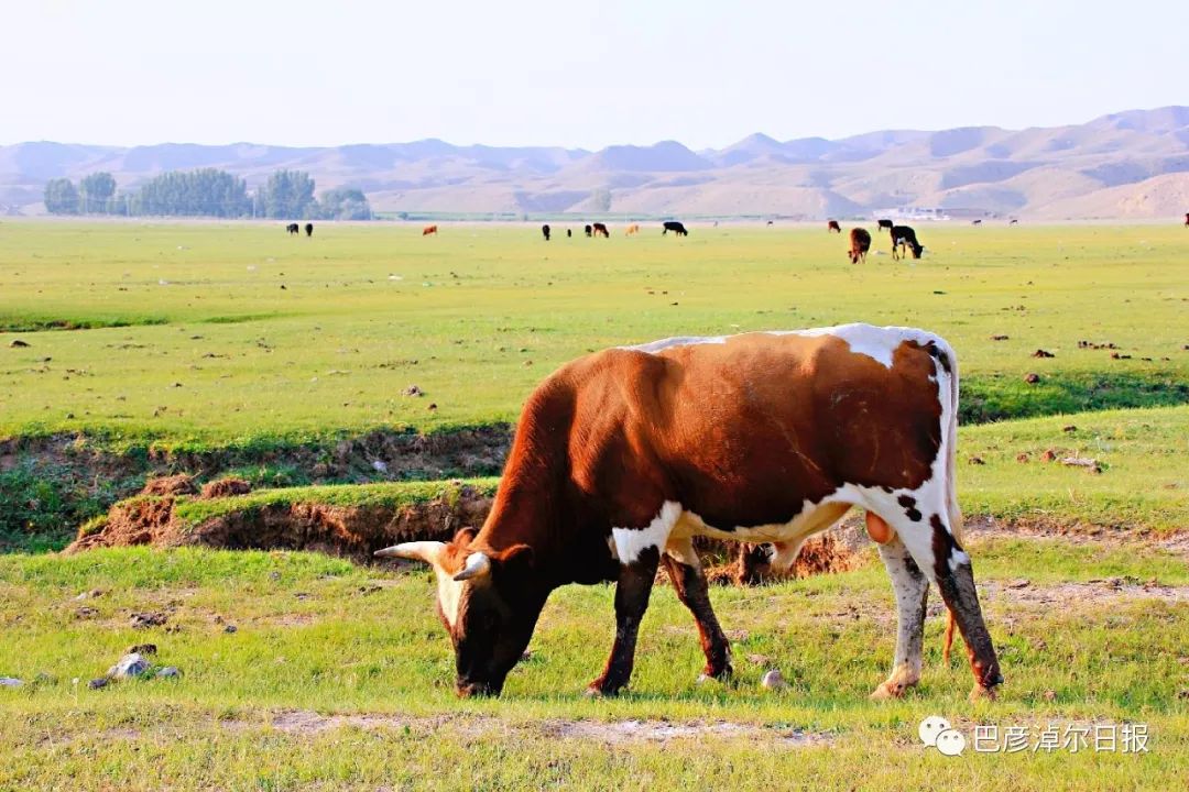 鸿雁巴彦淖尔市市歌,歌声里的内蒙古