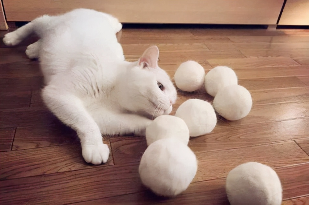 猫咪日记猫掉毛严重什么原因,猫咪日记猫有泪痕怎么处理