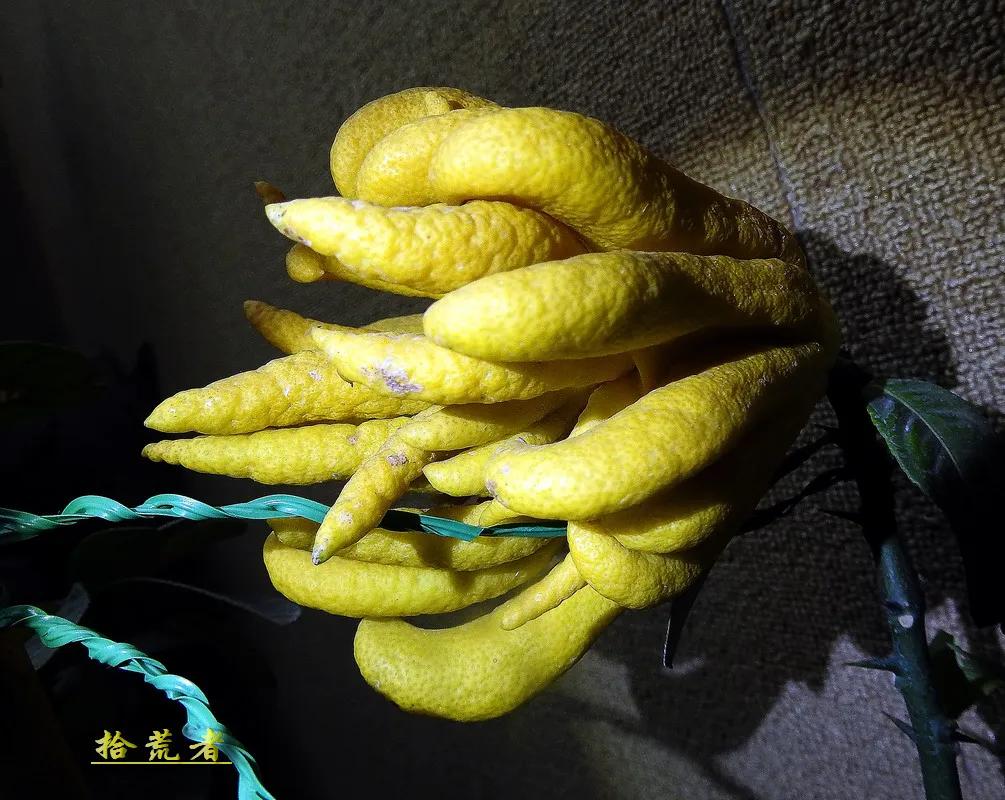 景观植物观果佛手图片高清,长得像佛手一样的东西叫什么植物