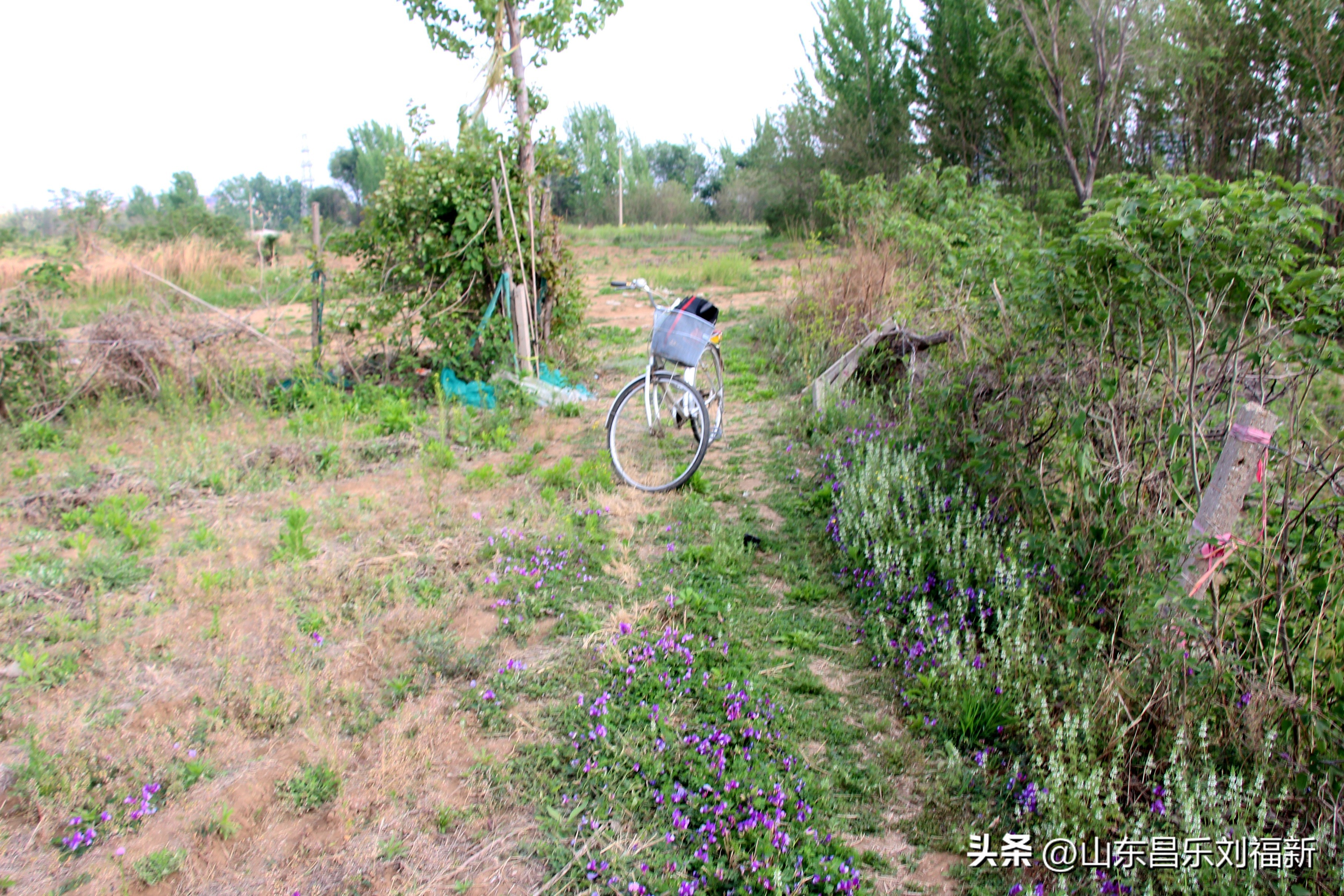 洋槐花·万马奔腾电器·鄌郚医院贴膏药