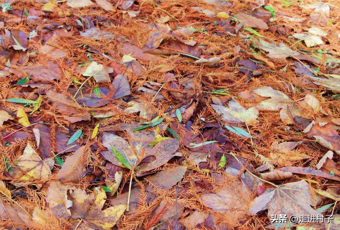 树林里的这些“宝贝”收集一些，营养土和有机肥料就靠它们了