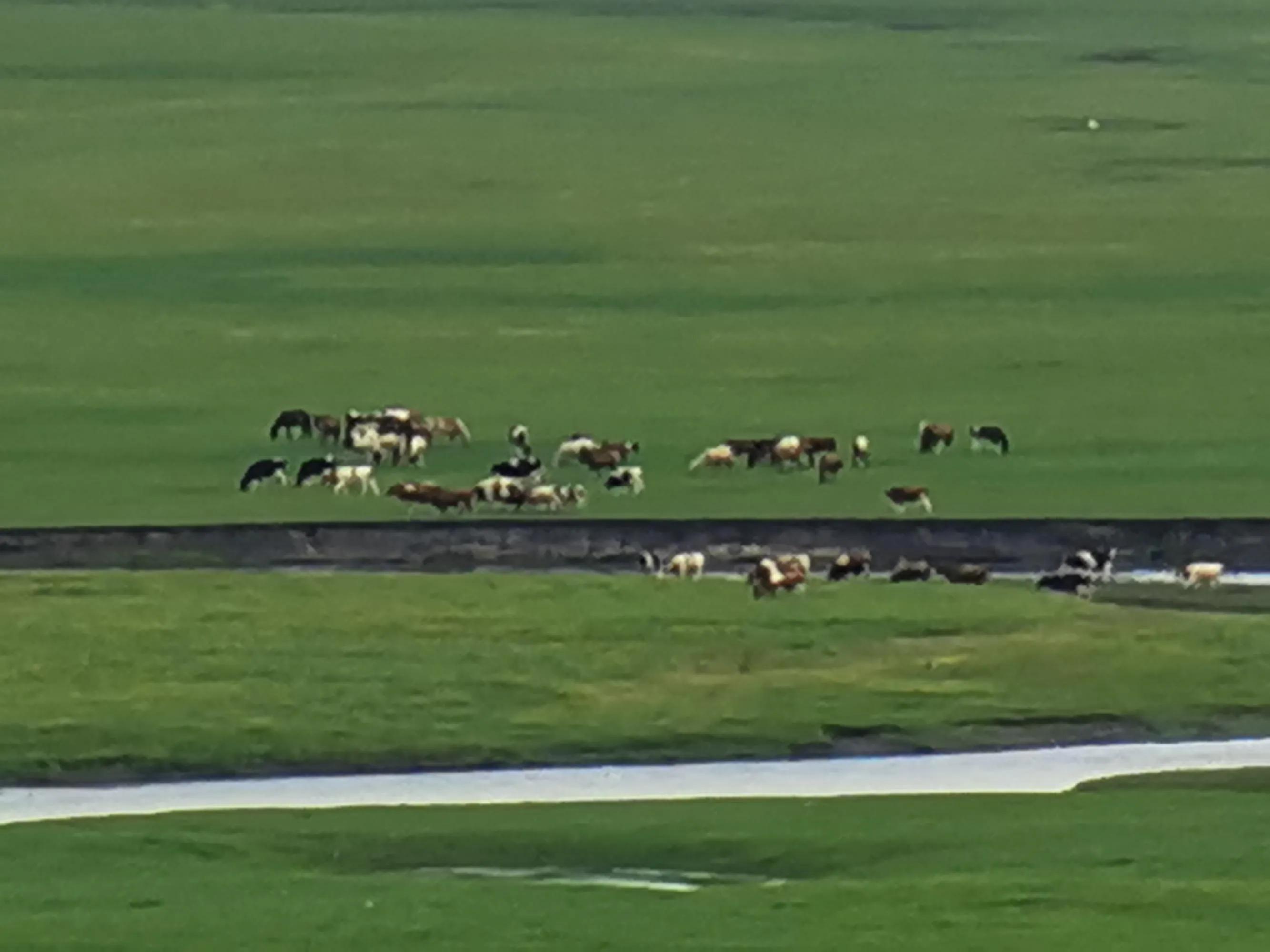 呼伦贝尔六日游自由行攻略 (呼伦贝尔八日游旅游攻略)