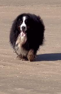 派出所警犬擦手,警犬被拿去擦手