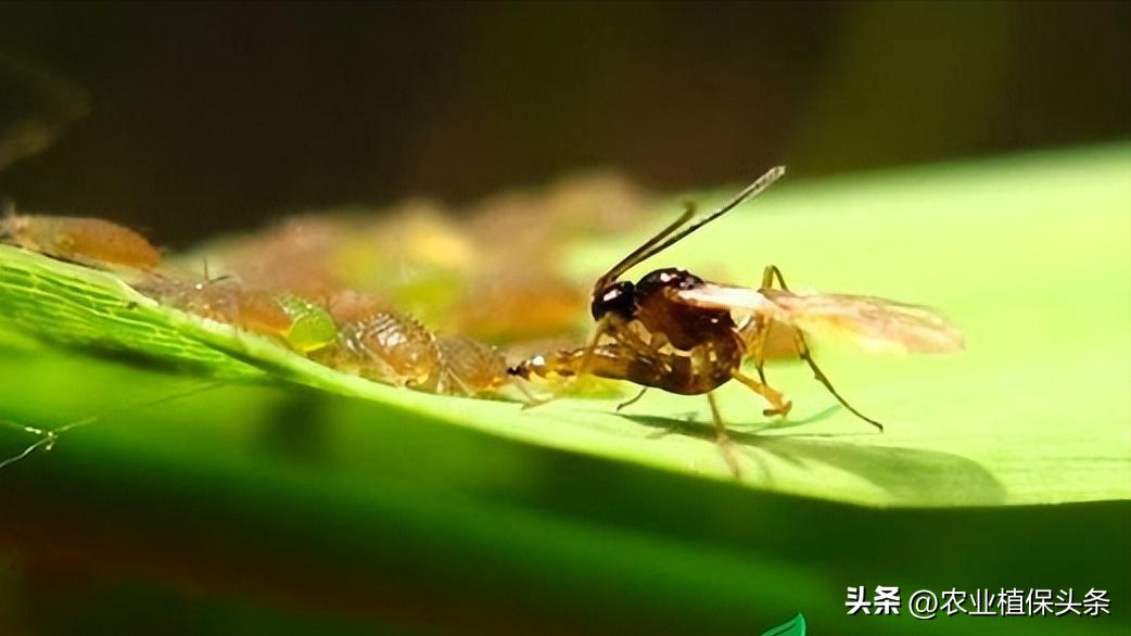 昆虫和害虫种类,昆虫和害虫的分类