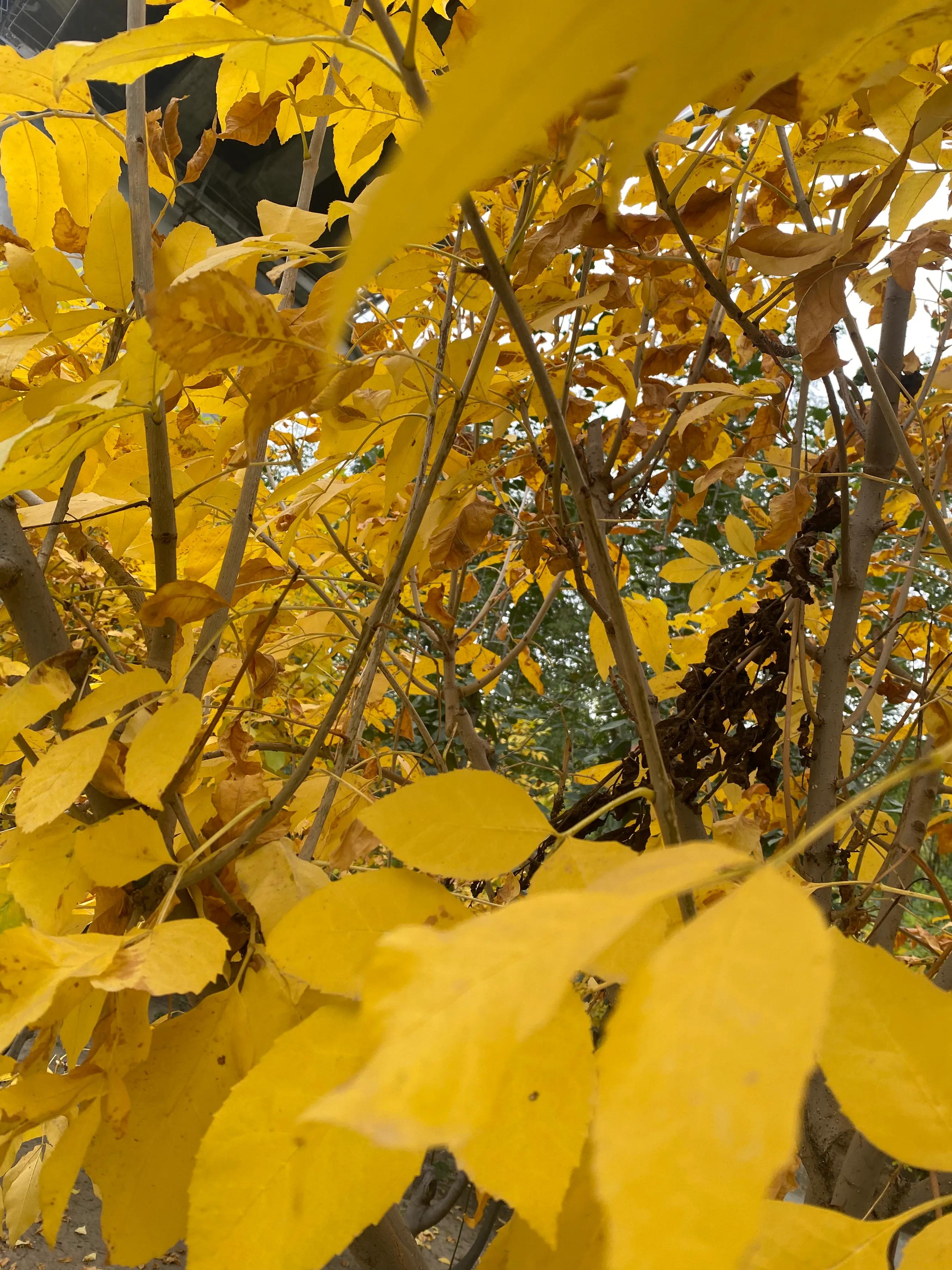 天津的河北区的夜景,天津秋天美景