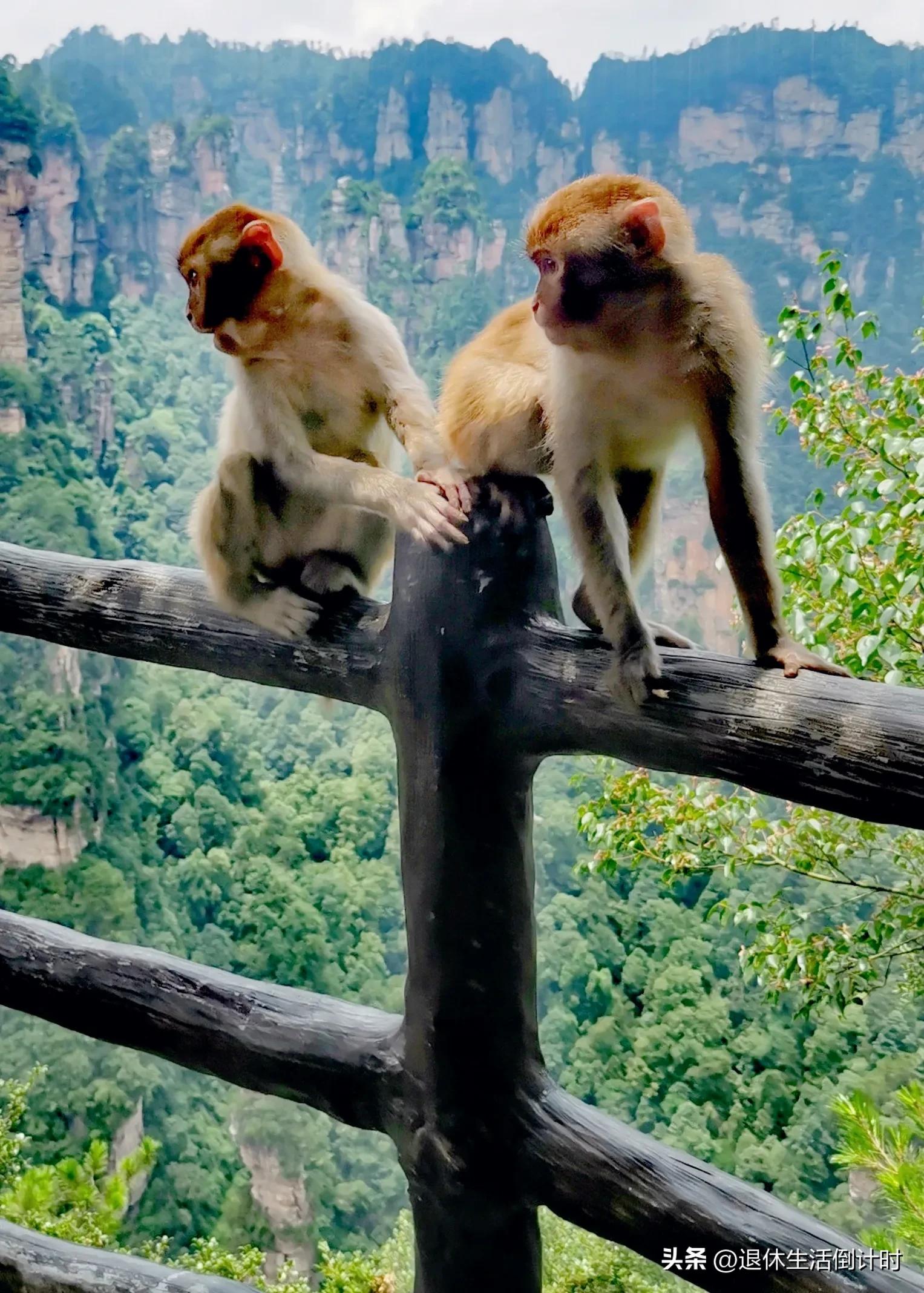 张家界旅游如何避免踩坑,张家界旅游购物坑