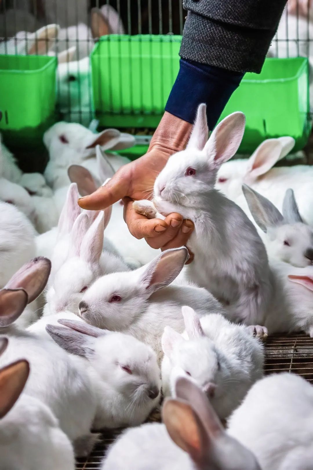 兔年来了,兔年来了怎么样