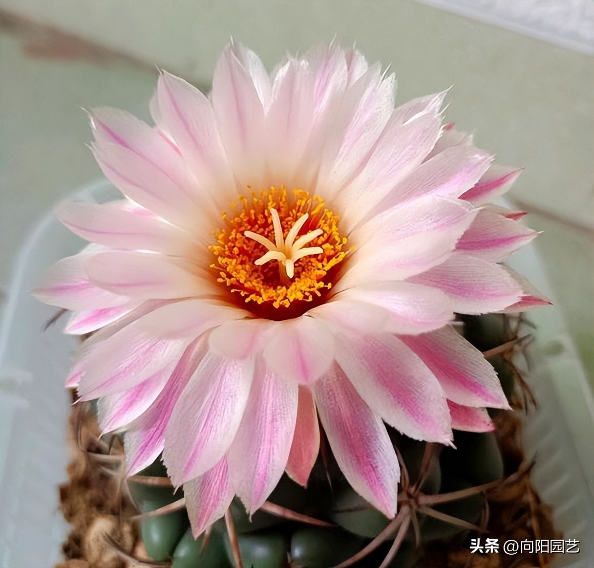 仙人球可以太阳晒吗,仙人球刚买回家要浇水吗