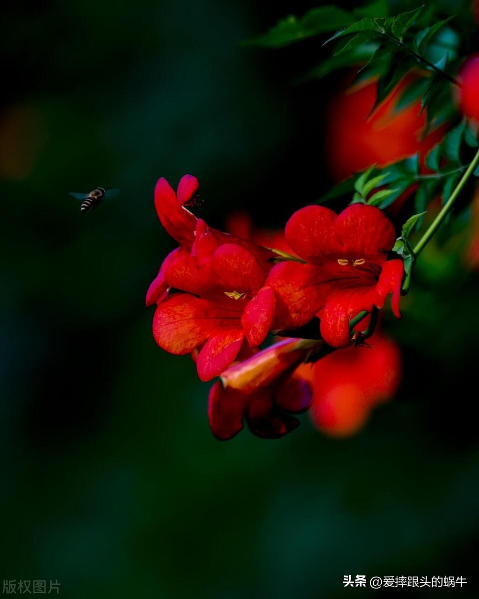 夏日里盛开的凌霄花,绚烂开放的凌霄花