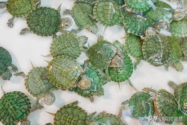 小乌龟便宜又好养不超过十块,5元的小乌龟能长多大
