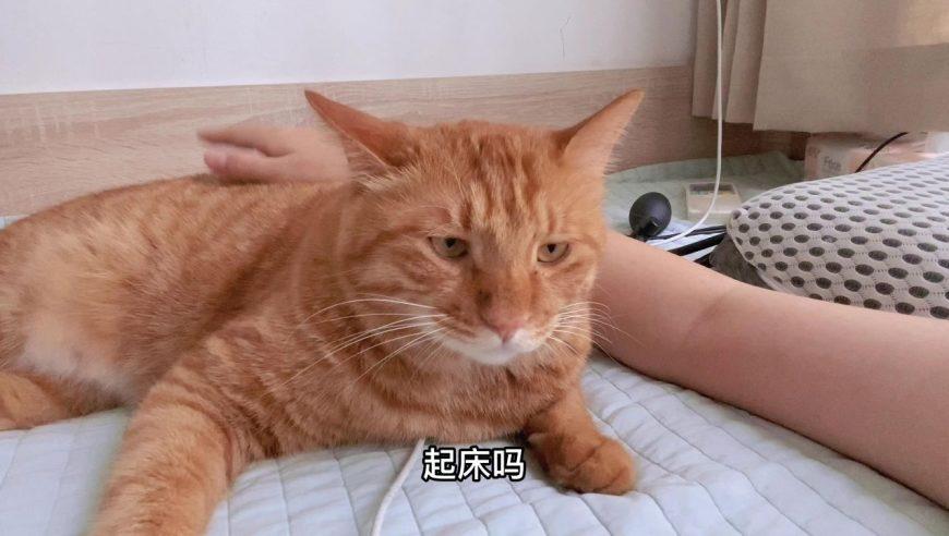 橘猫为什么一直粘着你,橘猫喜欢主人有哪几种表现