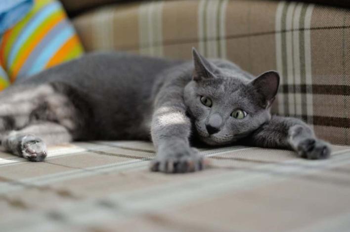 猫自己在家呆一天会欢迎我吗,让猫一直呆在一个房间