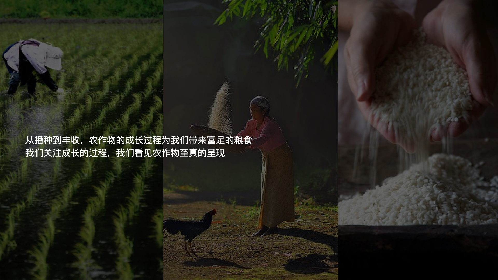 三个案例告诉你农产品如何做品牌,农产品品牌策划全案设计案例