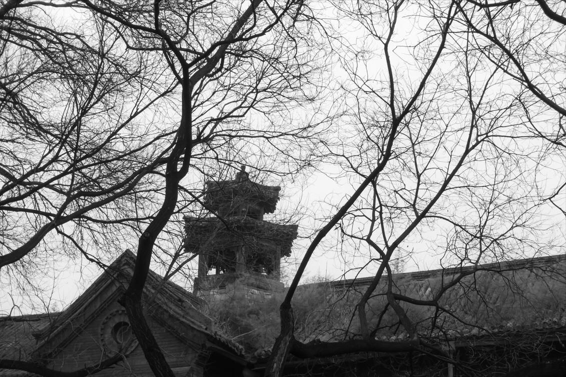 房前屋后什么树好,屋后有一棵大树好不好