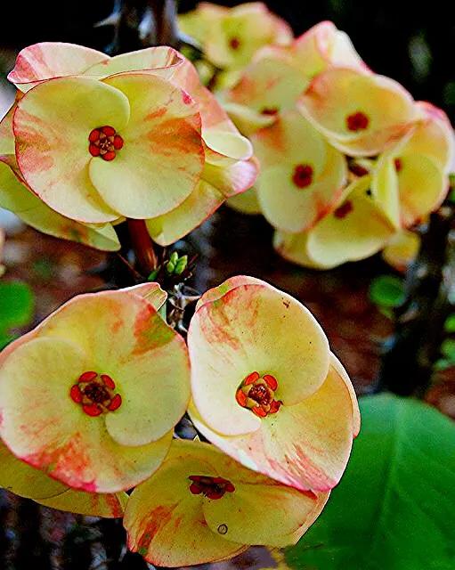 虎刺梅开花像海棠一样红,虎刺红梅花