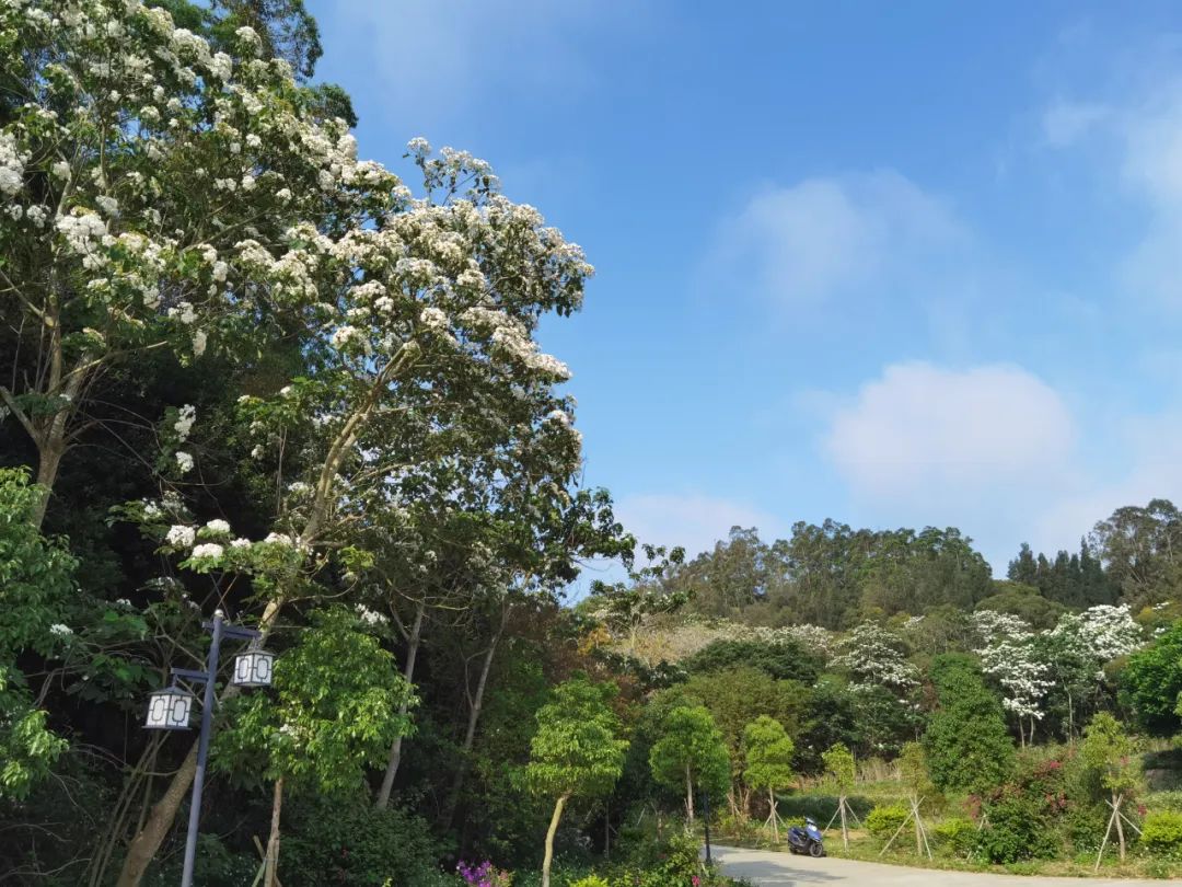 五一适合去哪旅游东山岛,东山岛旅游攻略一天游玩