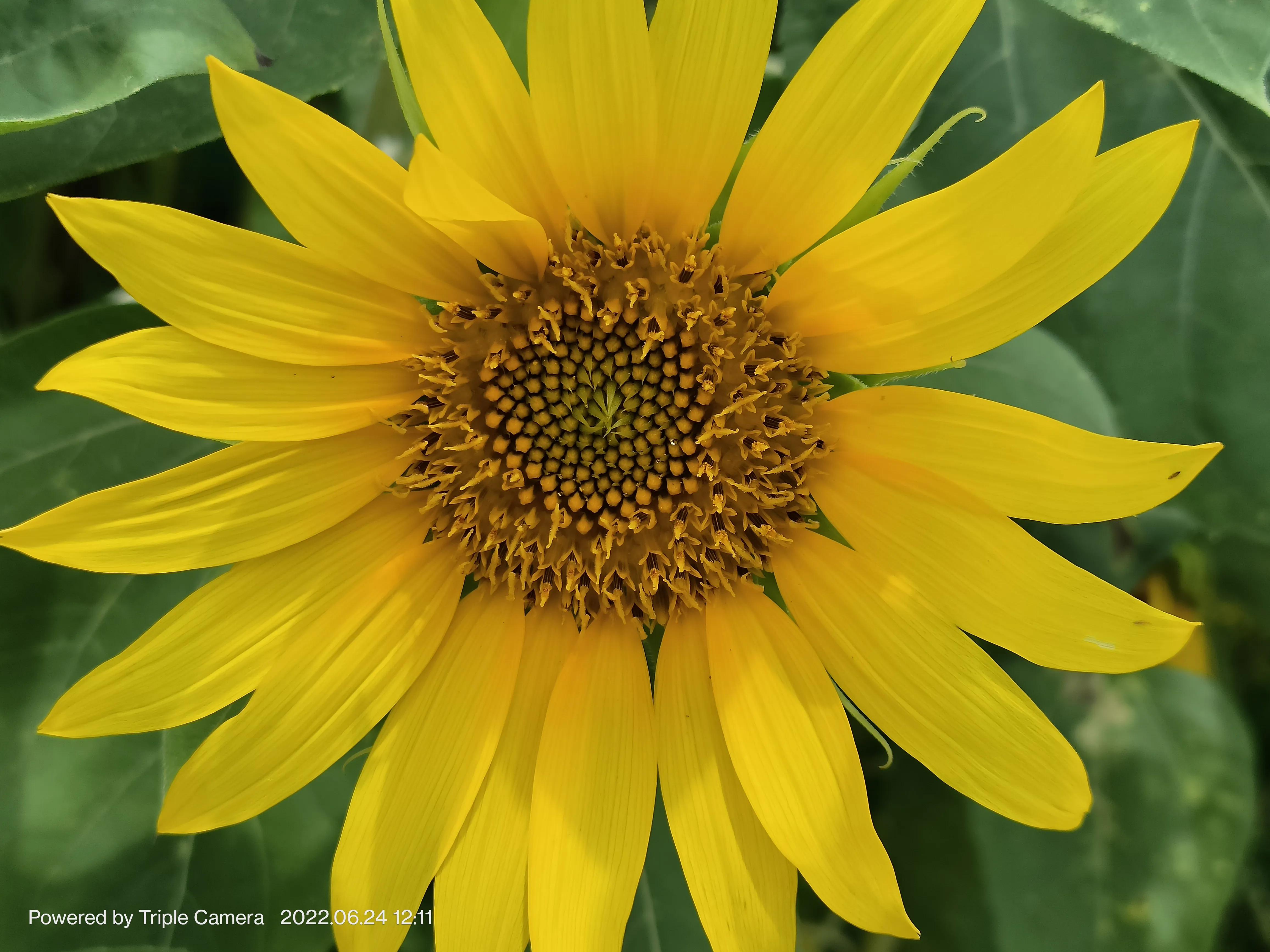 幼儿园门口班牌向日葵吊饰,学校门口的向日葵