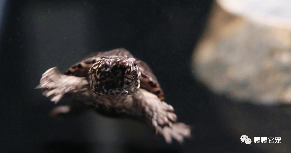 新手养龟从哪买,新手养龟哪种龟最好养