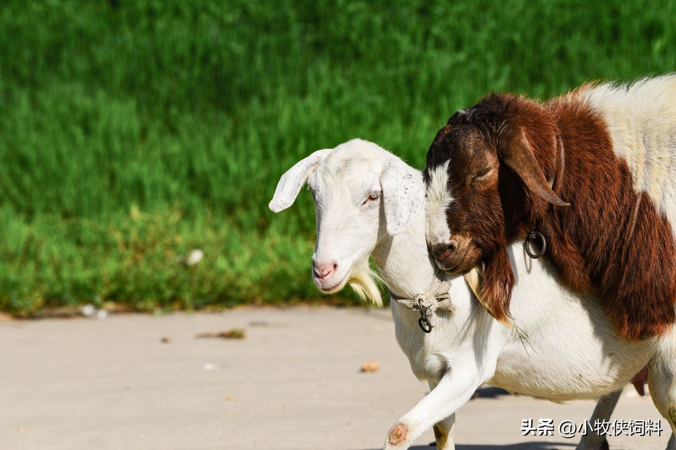 羊腿关节肿,羊腿关节肿胀怎么治